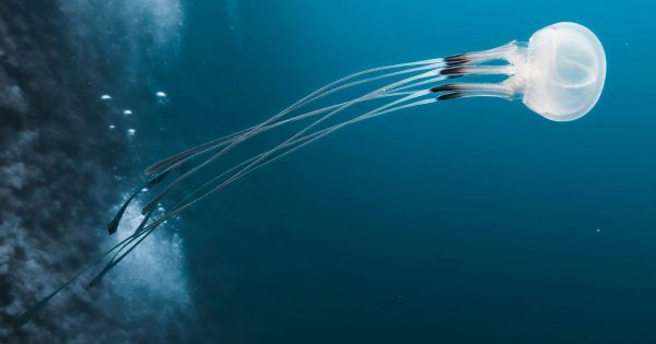 13-latek zmarł po kontakcie z niebezpieczną meduzą. Czy można było złagodzić skutki poparzenia?