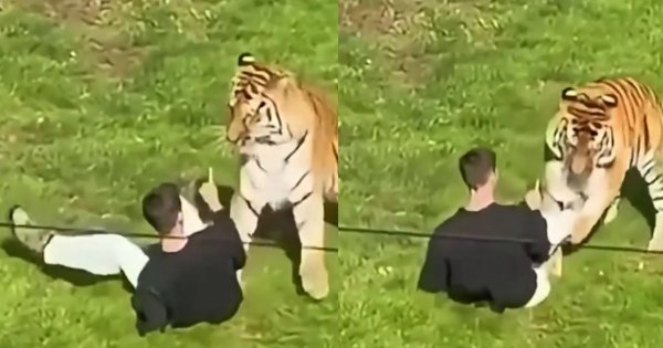 Już wiadomo, kim był mężczyzna, który zginął na wybiegu tygrysa. Wcześniej opublikował nagranie z drapieżnikiem [wideo, zdjęcia]