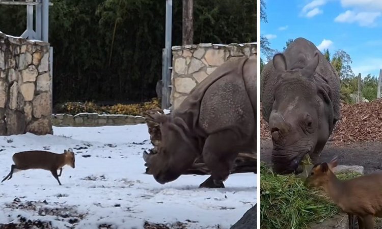 Dawid kontra Goliat we Wrocławiu! 13-kilogramowy maluch "zaatakował" potężnego nosorożca [wideo]