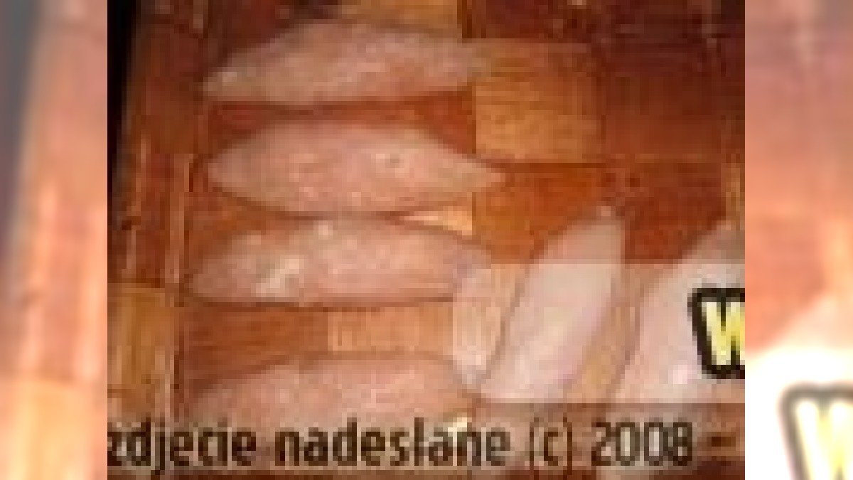 kotlet_devolay_po_staropolsku kopia.jpg