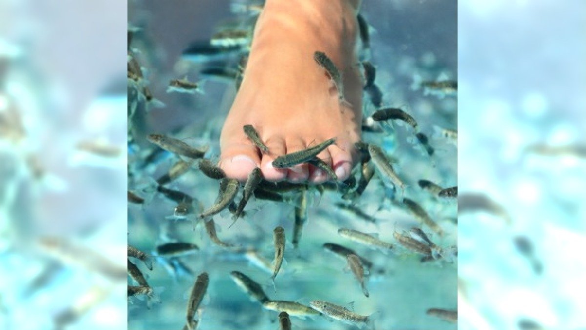 Fish pedicure