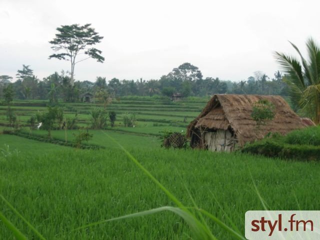 pole ryżowe