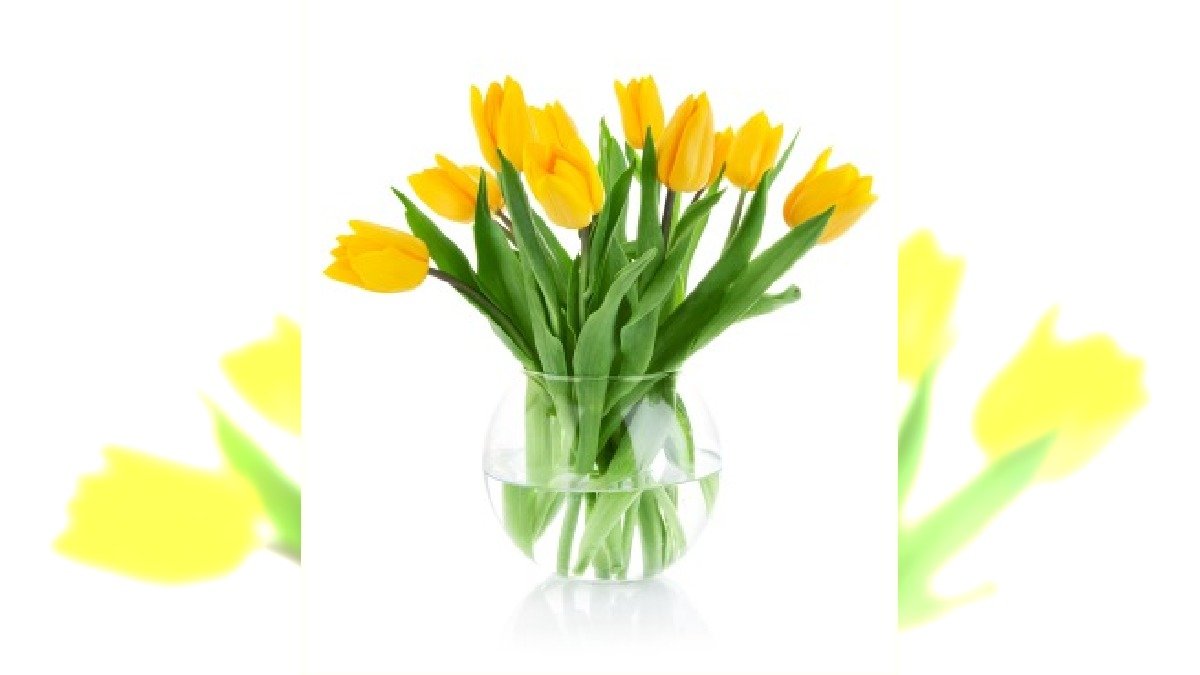 tulipany