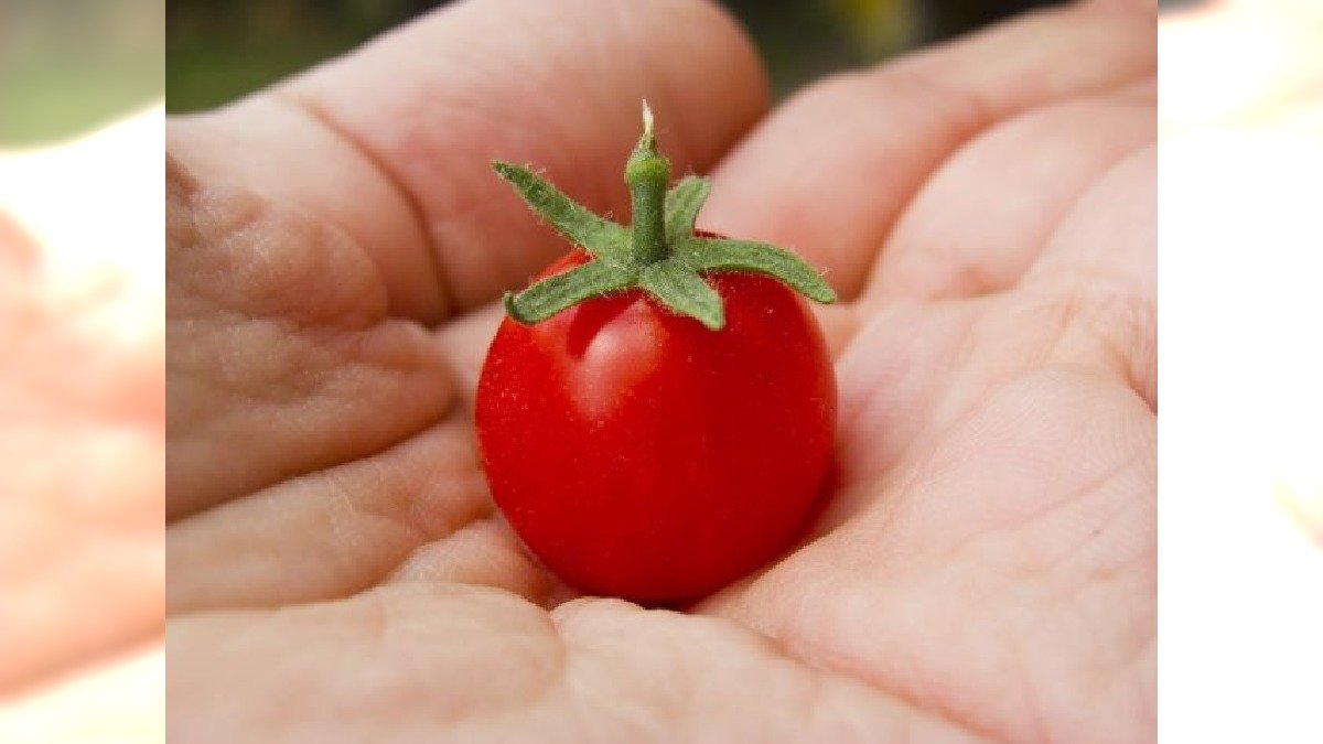 Pomidorek