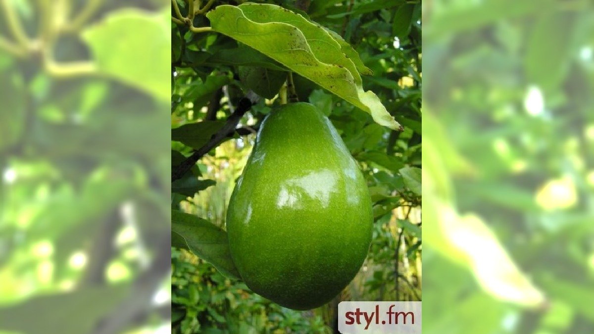 awokado awokado