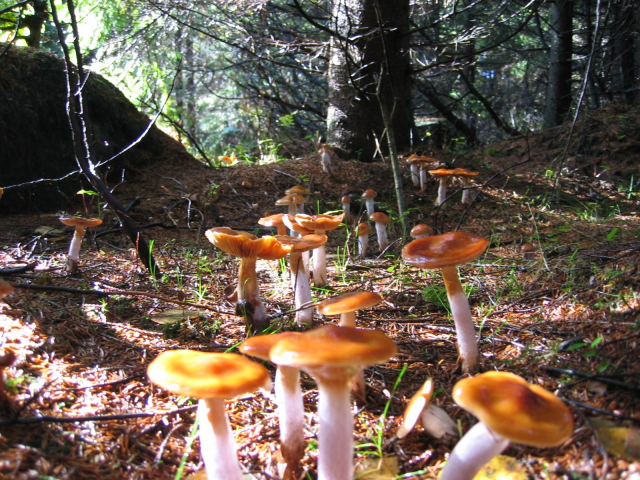 Mushroom_Forest