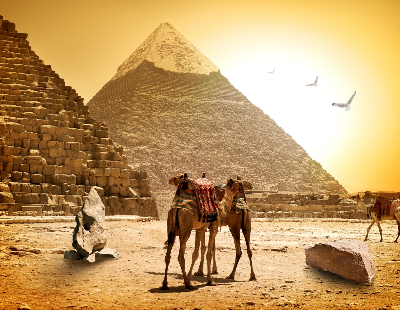 Camels and pyramids at the hot sunny evening