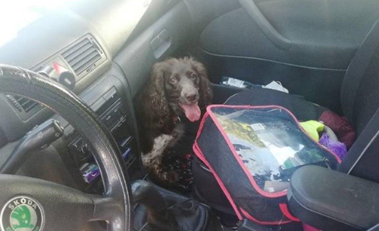 Gdynia: Pies zamknięty w samochodzie. Właściciel bawił się w najlepsze, a zwierzę konało