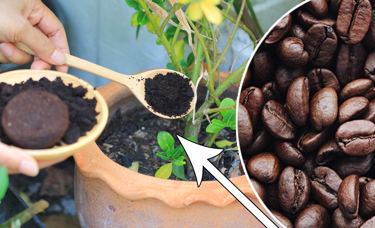 7 pomysłowych sposobów wykorzystania fusów z kawy w domu. Po co wsypuje się ją do butów?!