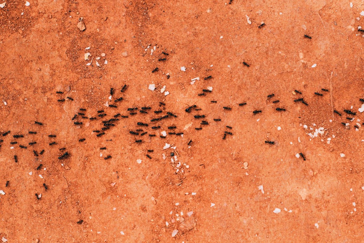 Inwazja mrówek