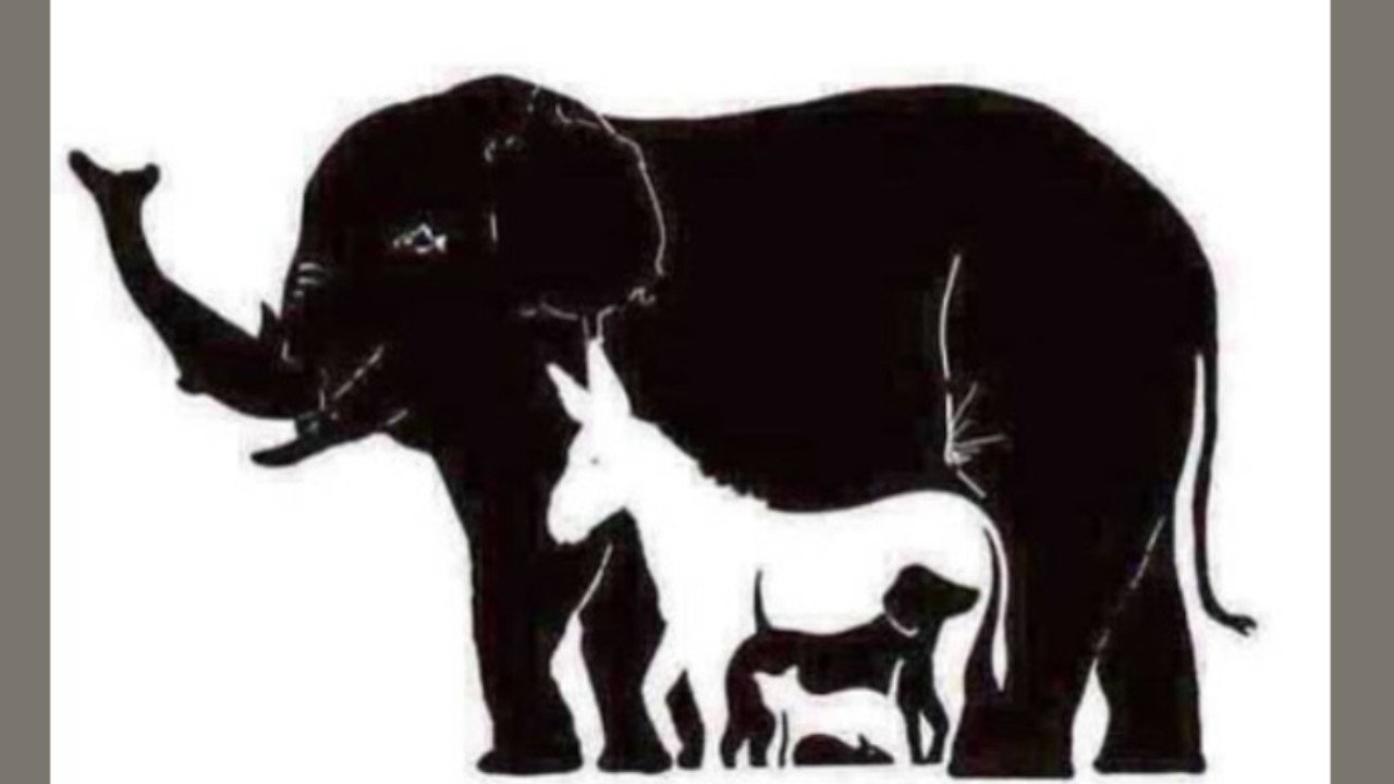 Ile zwierząt widzisz na obrazku? Większość internautów nie potrafi wskazać prawidłowej odpowiedzi