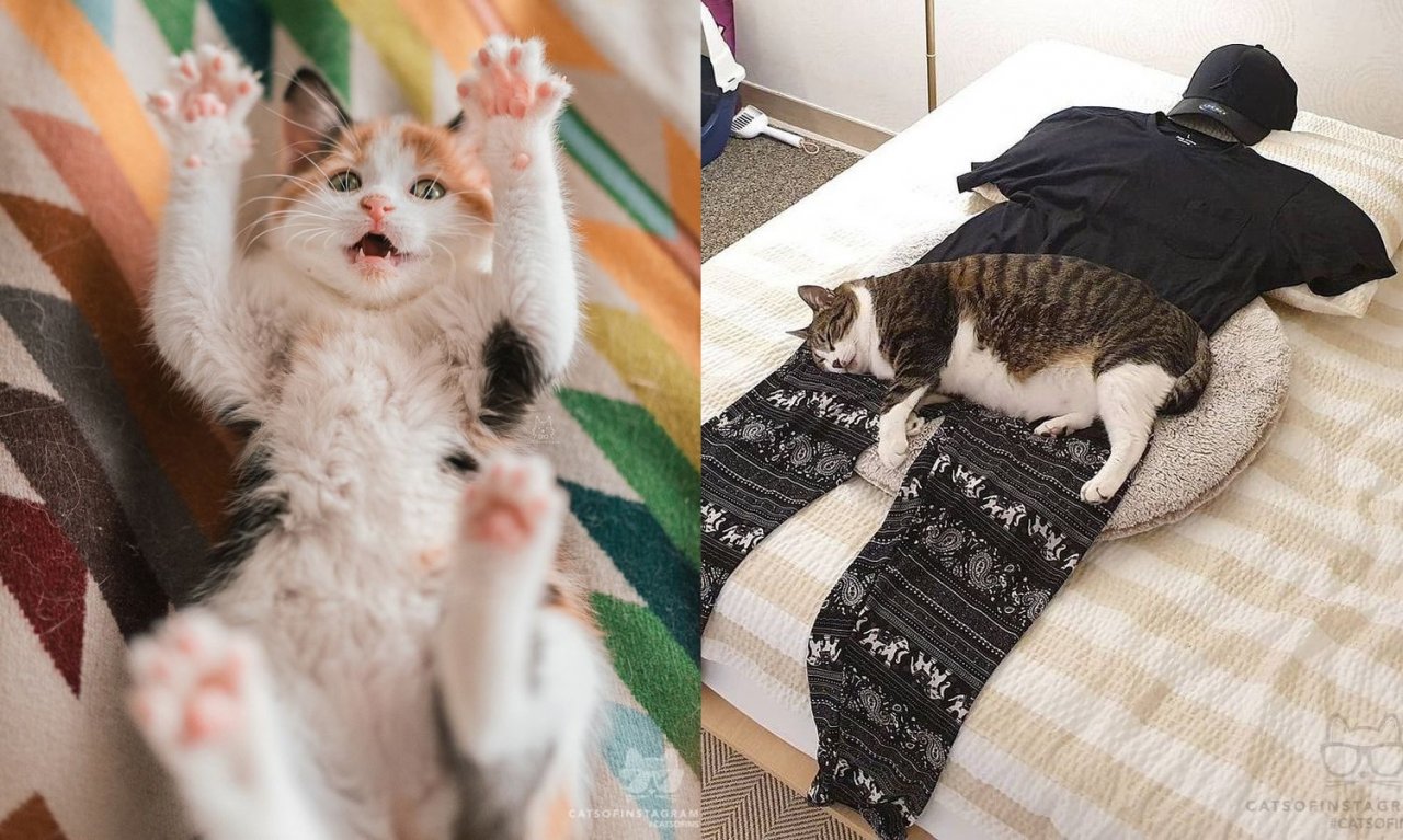 Światowy Dzień Kota: 20 zdjęć kotów, które poprawią ci humor. Najsłodszy to nr 5