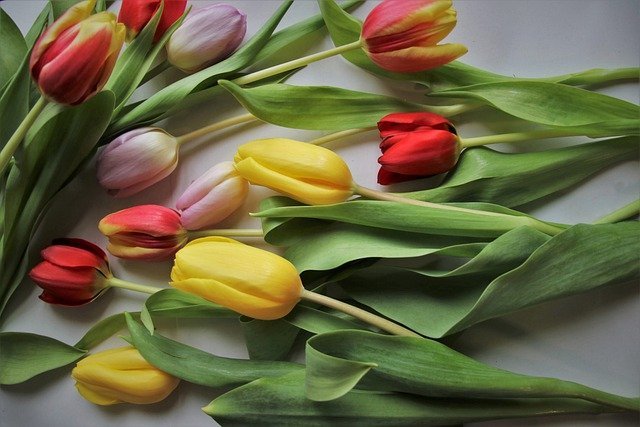 tulipany czerwono-żółte położone obok siebie na stole