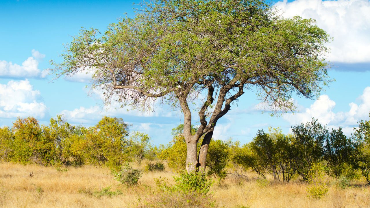 drzewo marula
