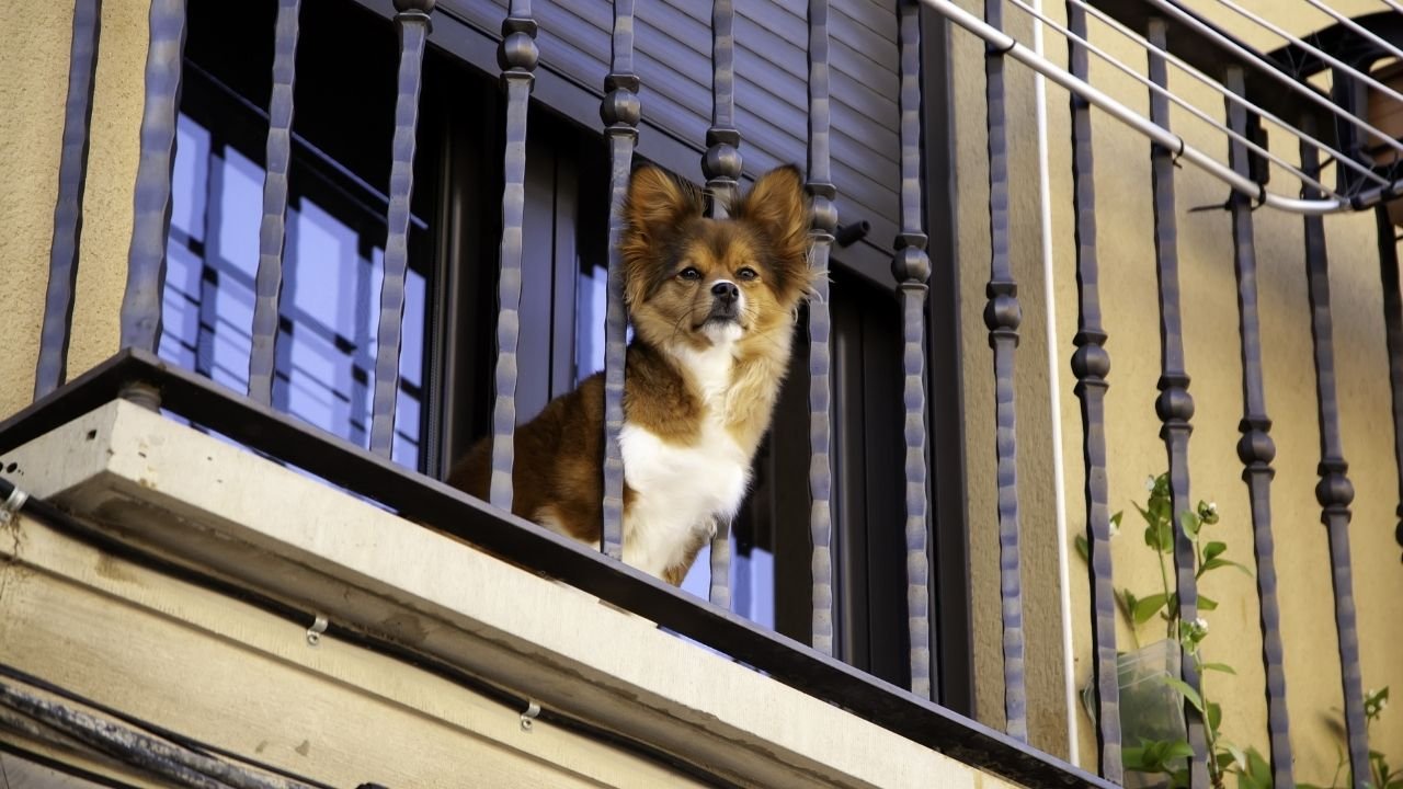 "Sąsiedzi zamykają psa na balkonie w bloku! Pół dnia szczeka i piszczy, aż serce pęka! Co mogę zrobić?"