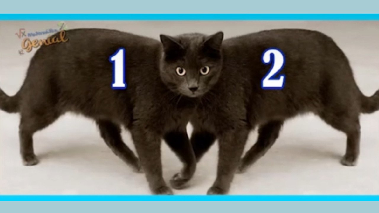 Który kot jest z przodu? Zagadka na spostrzegawczość podzieliła internautów. Znasz odpowiedź?
