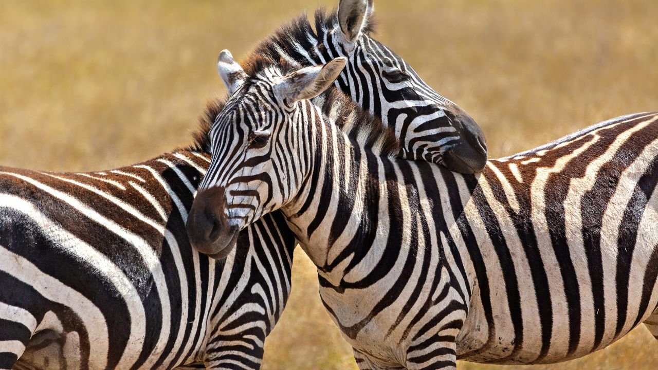 zebry przytulają się w Tanzanii