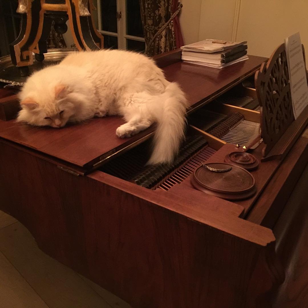 Kot Maryli Rodowicz leżący na fortepianie