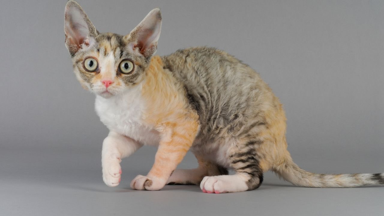 kot devon rex