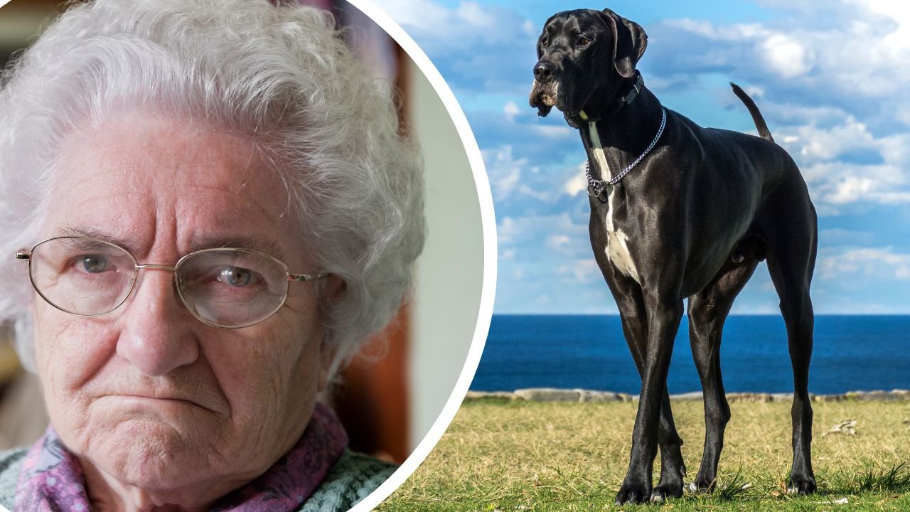 "Na moim osiedlu grasuje wątła staruszka z 70-kilogramowym psem... Obawiam się o bezpieczeństwo swoich dzieci"