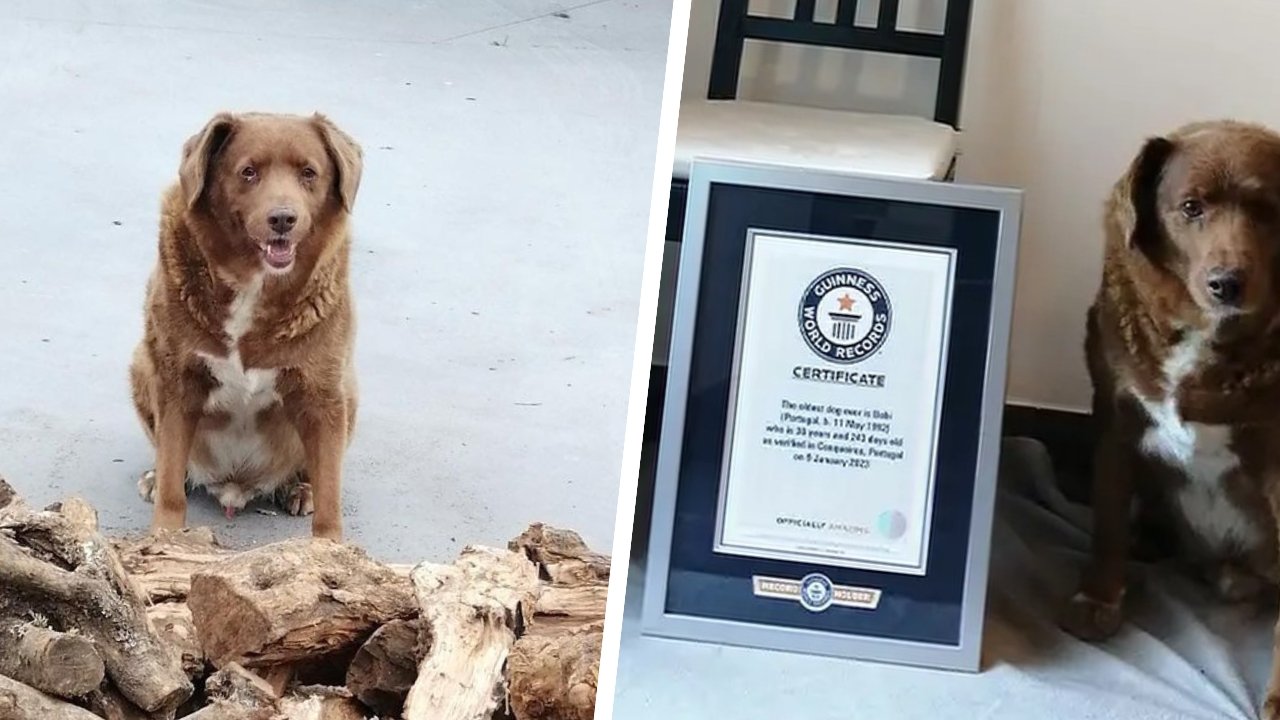 Bobi — najstarszy pies świata — odszedł za tęczowy most w imponującym wieku... 31 lat