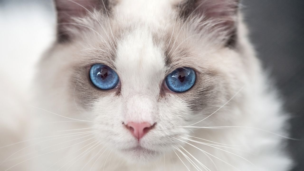 kot ragdoll