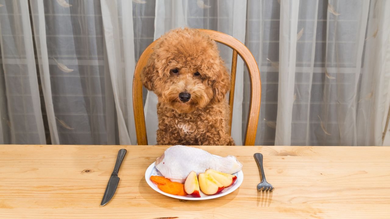 "Teściowa chce przy wigilijnym stole postawić talerzyk dla psa. Zostawię to chyba bez komentarza"