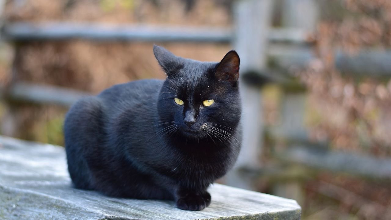 "Sąsiad babci miał czarnego kota. Cała wieś żyła w strachu. Teraz nie mogę wyzbyć się niechęci do tych zwierząt"