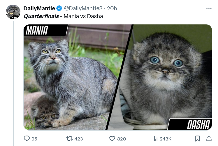 dwa koty opis zdjęcie