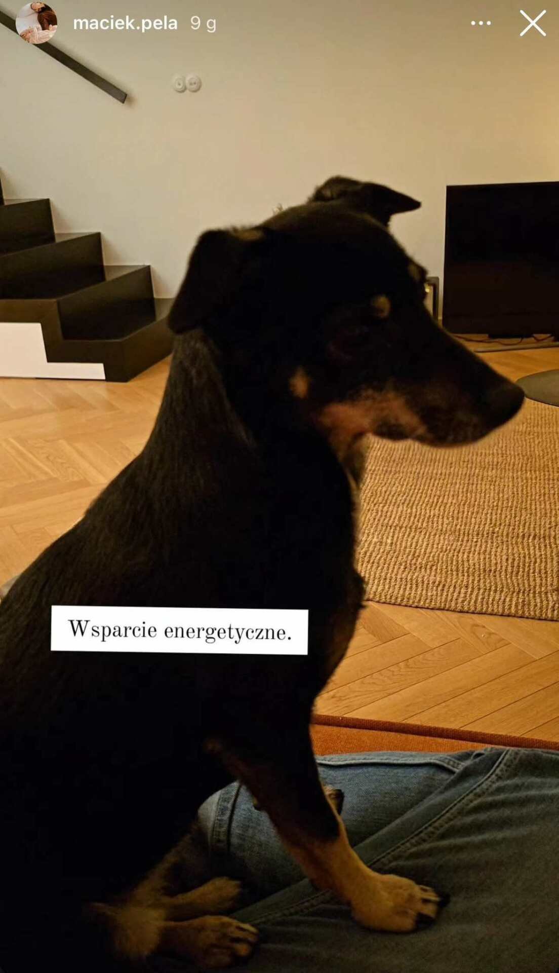 Pies Macieja Peli z podpisem "wsparcie energetyczne"