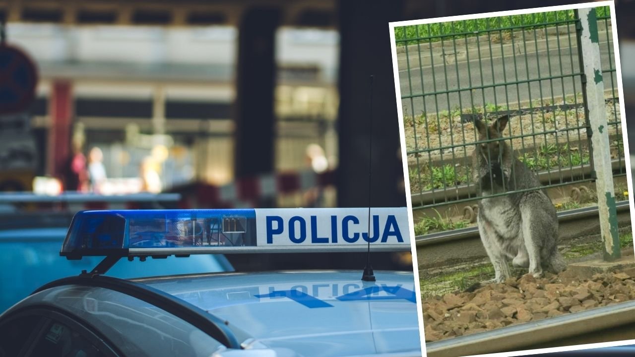 Kraków ma nową plagę i nie są to gołębie. Po ulicach Nowej Huty skakał... kangur. Żywy i prawdziwy