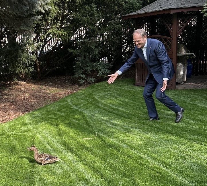 Donald Tusk biegnąc po trawniku goni kaczkę