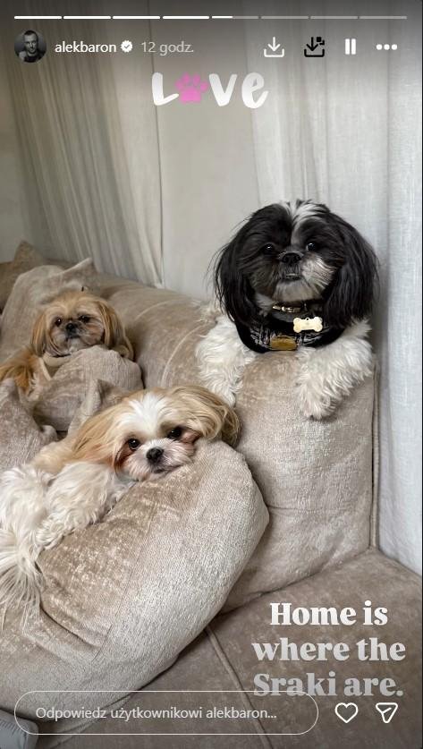 Baron pilnuje psów Kubickiej