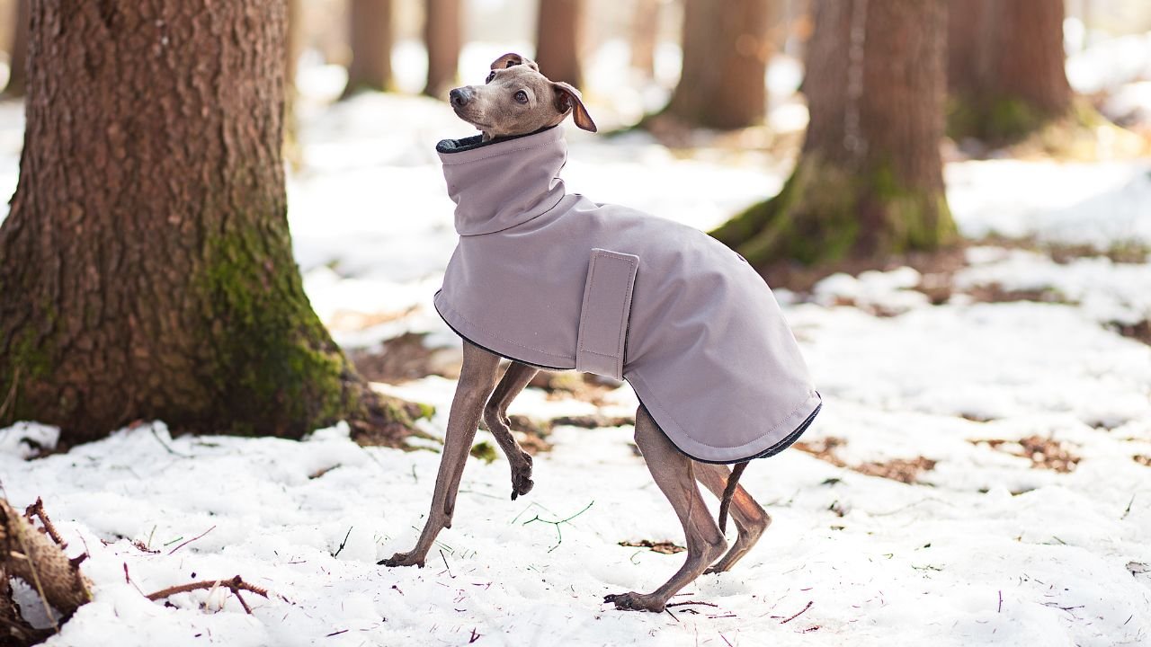 Whippet, jak każdy chart, potrzebuje zimą okrycia