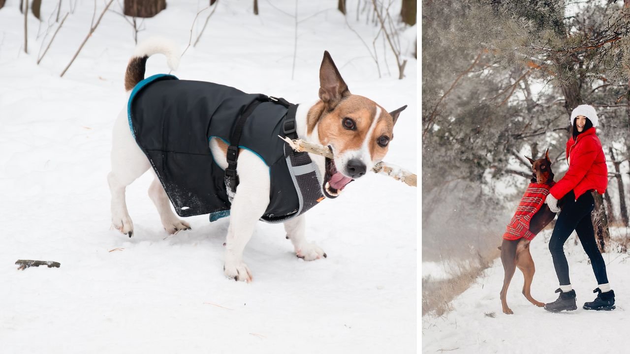 To nie fanaberia. Jeśli Twój pies jest na tej liście, a nie ma kurtki zimę – popełniasz fatalny błąd [lista]