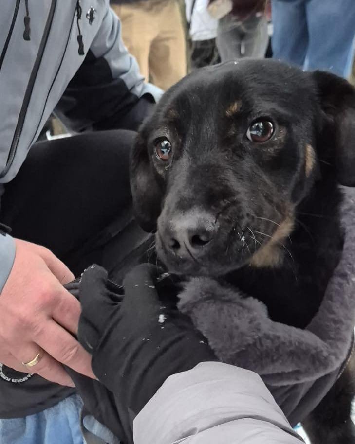Ewakuacja zwierząt ze schroniska happy dog w sobolewie
