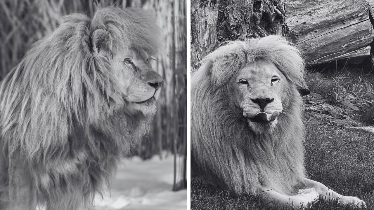 Lew SAhim z zoo w borysewie