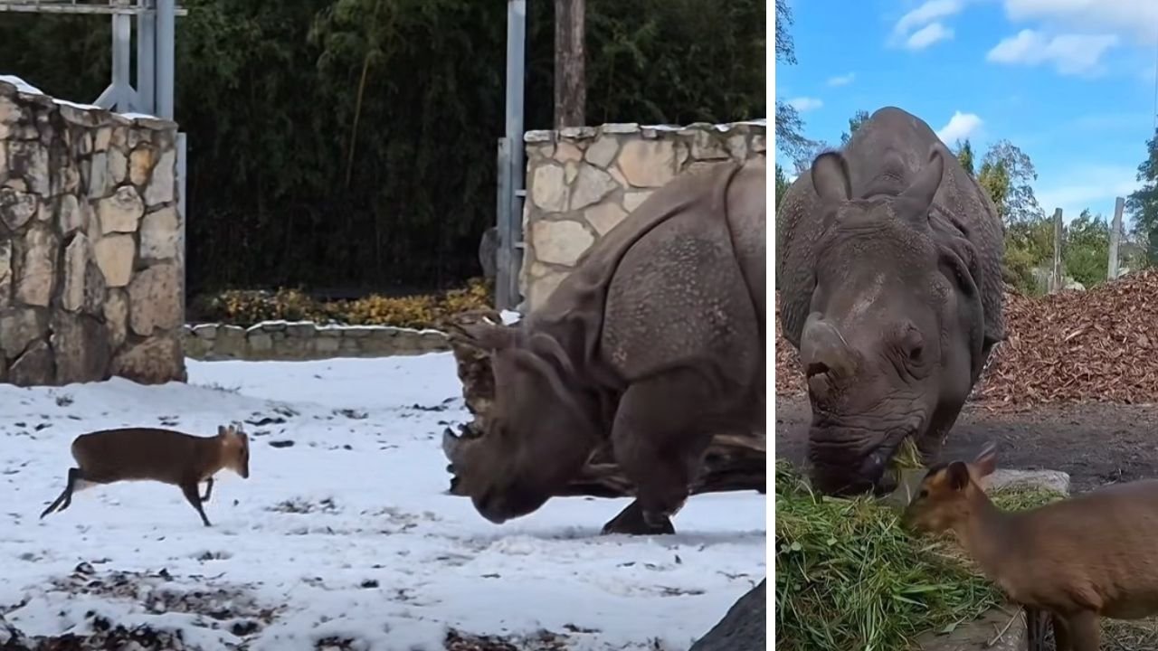 Dawid kontra Goliat we Wrocławiu! 13-kilogramowy maluch "zaatakował" potężnego nosorożca [wideo]