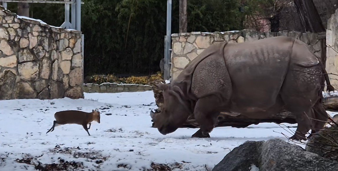 Zoo Wrocław: mandżuk chński i nosorożec indyjski walczą o teren