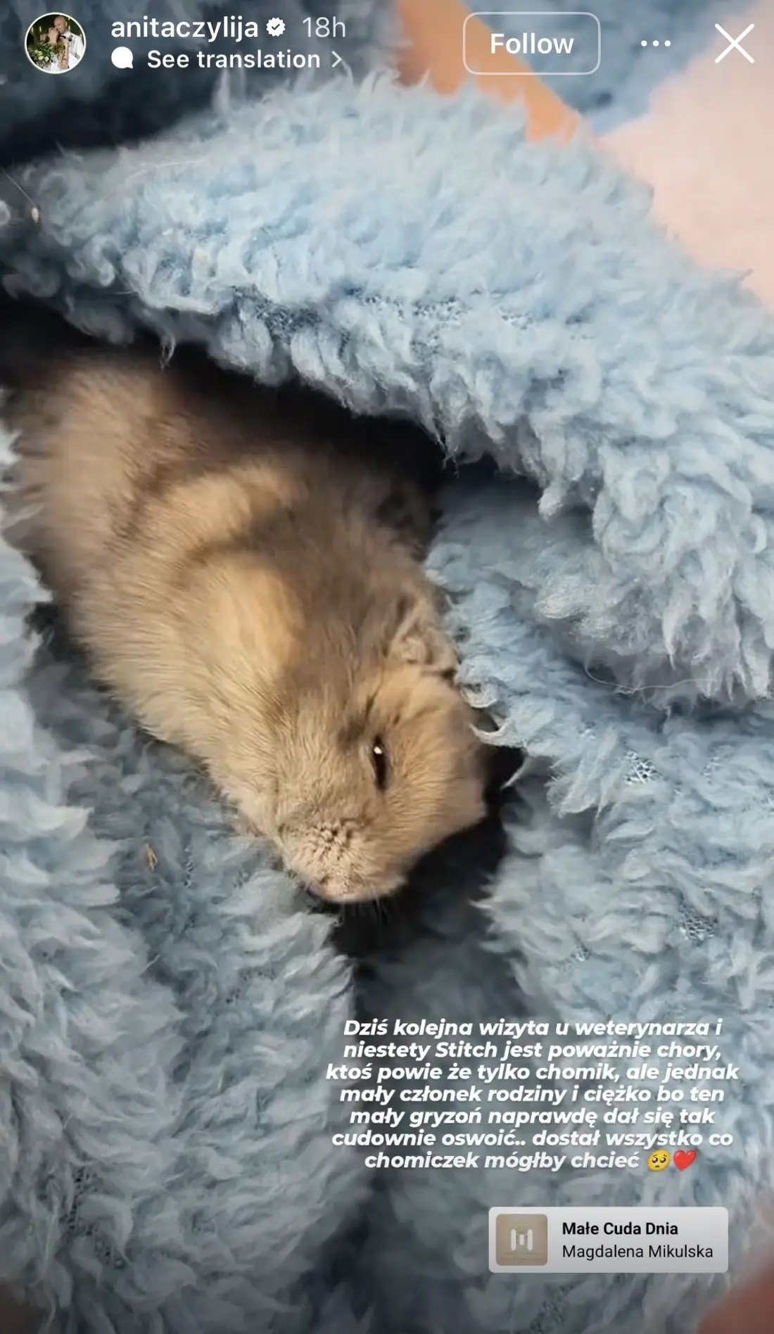 chomik Anity Szydłowskiej