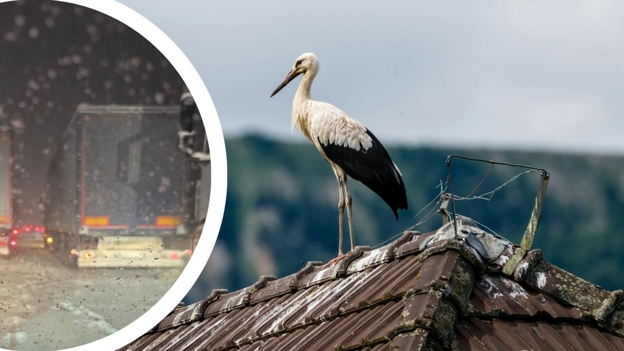 To nie są żarty. Słynny bocian Krutek pędzi do Polski. Eksperci są pełni obaw