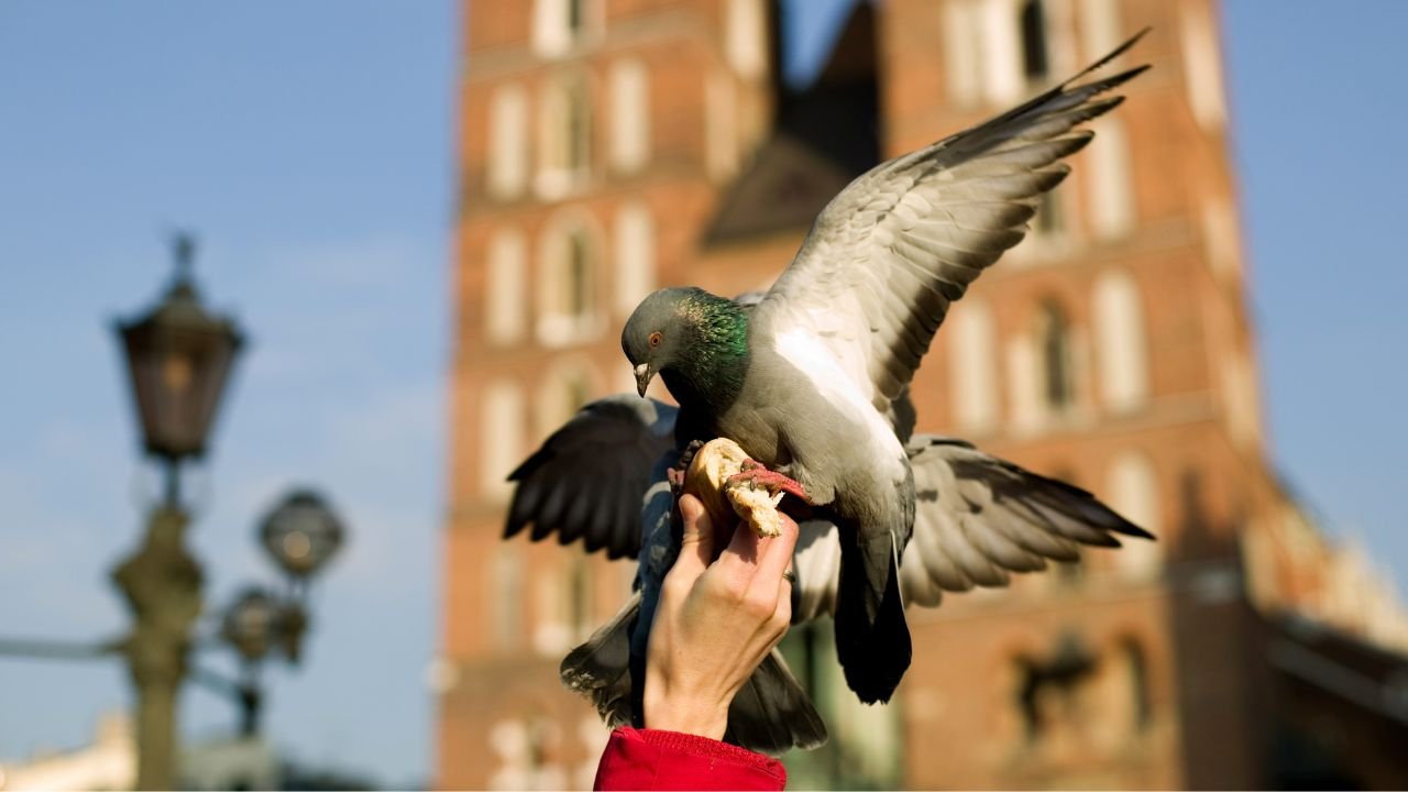 Gołąb karmiony obwarzankiem na tle bazyliki mariackiej