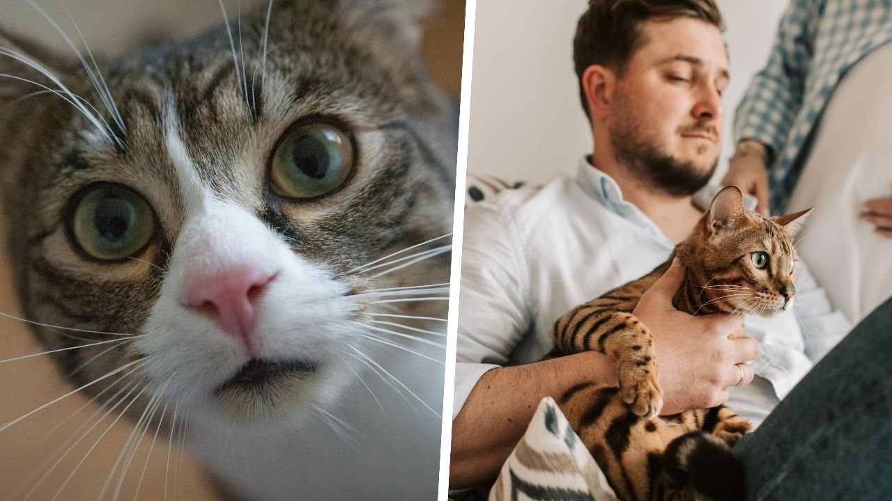 5000 zł kary za kota? Właściciele mruczków drżą o portfele. "To koniec wolnej amerykanki"