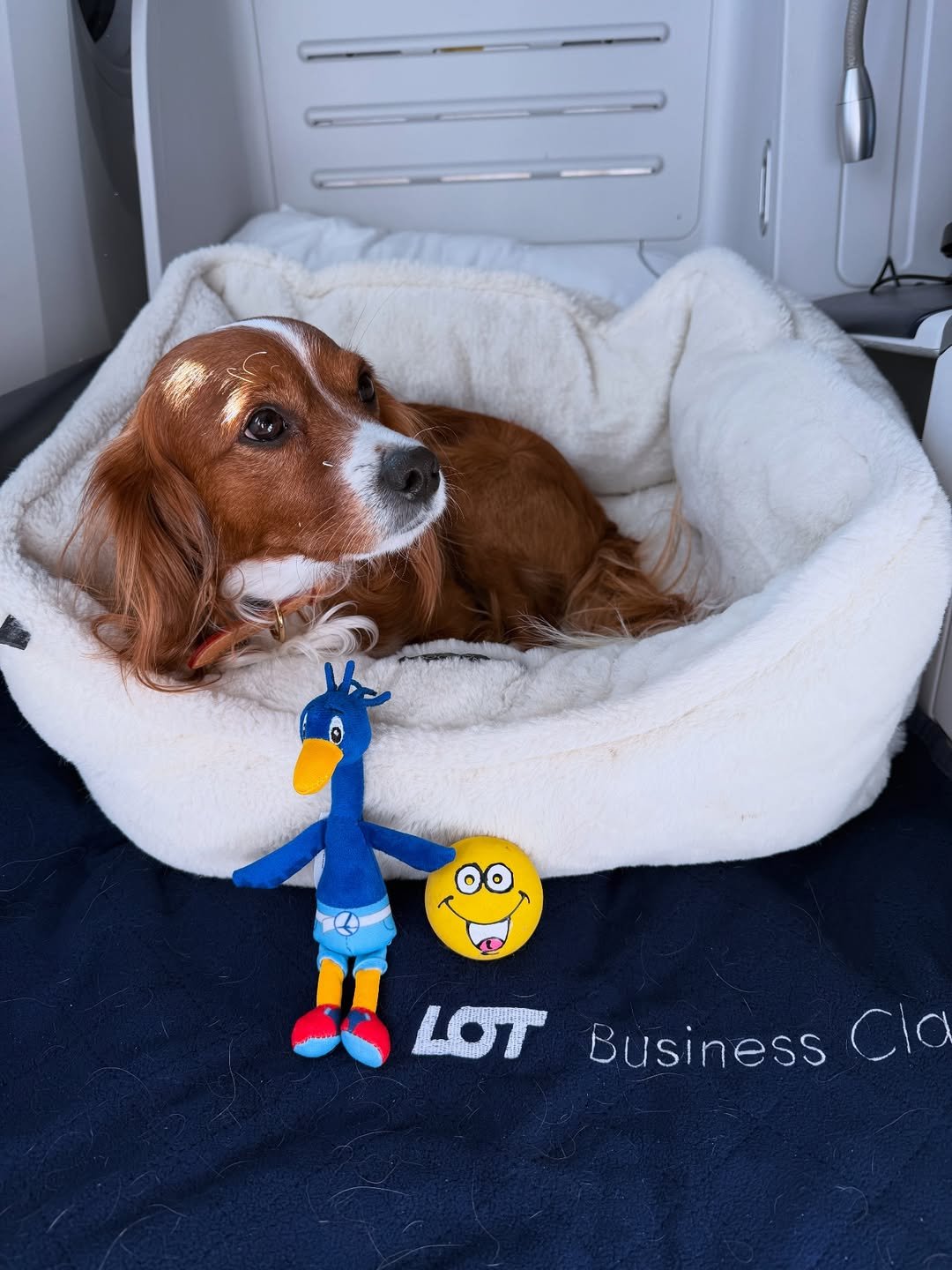 Pies Krzysztofa Gojdzia Kosmoś w biznes klasie