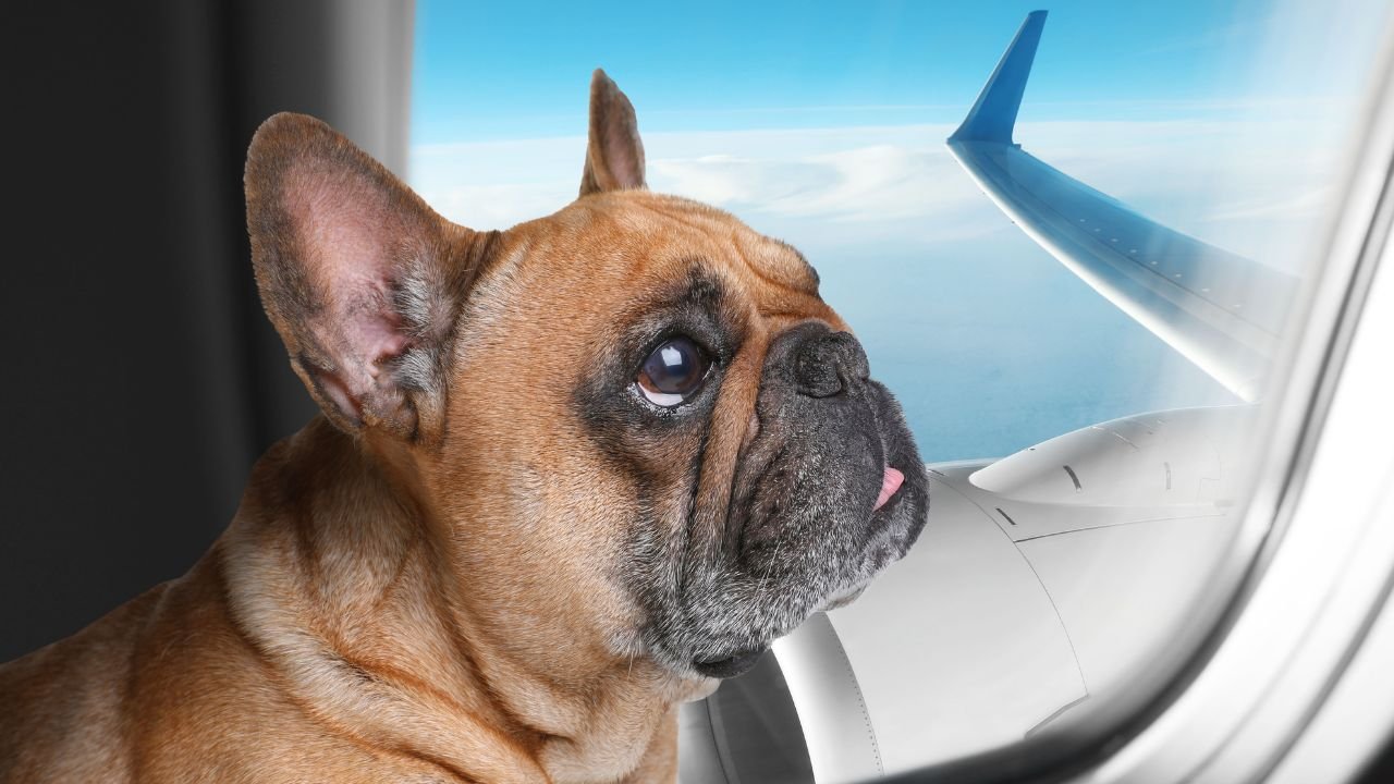 Koniec z horrorem psów w luku bagażowym! Czworonogi będą podróżować na pokładzie samolotu