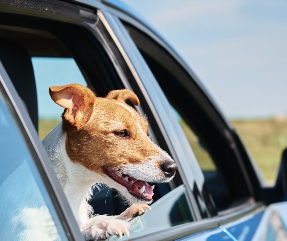 pies w aucie