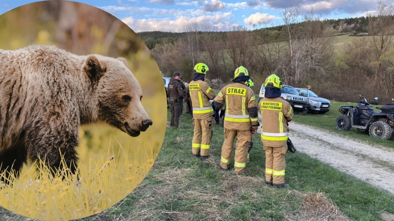 "Dawid, niedźwiedź!" – to były jej ostatnie słowa. Potworna śmierć 58-latki w Bieszczadach!