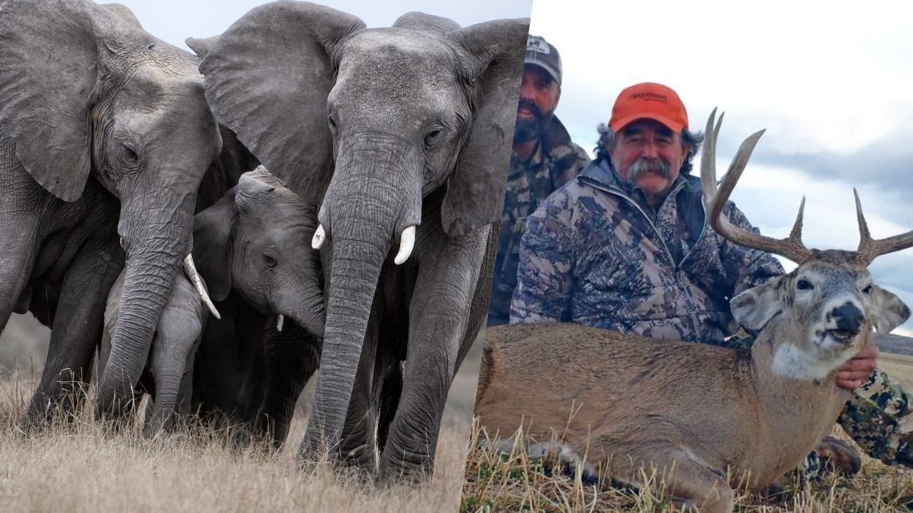 Myśliwy upolowany na śmierć! Amerykański krezus osaczony przez stado. To był wyrok