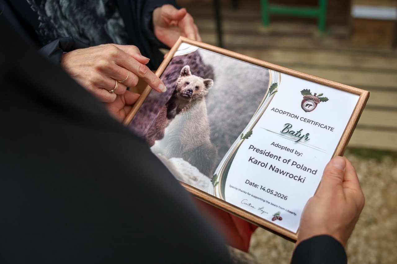 certyfikat adopcji miś batyr