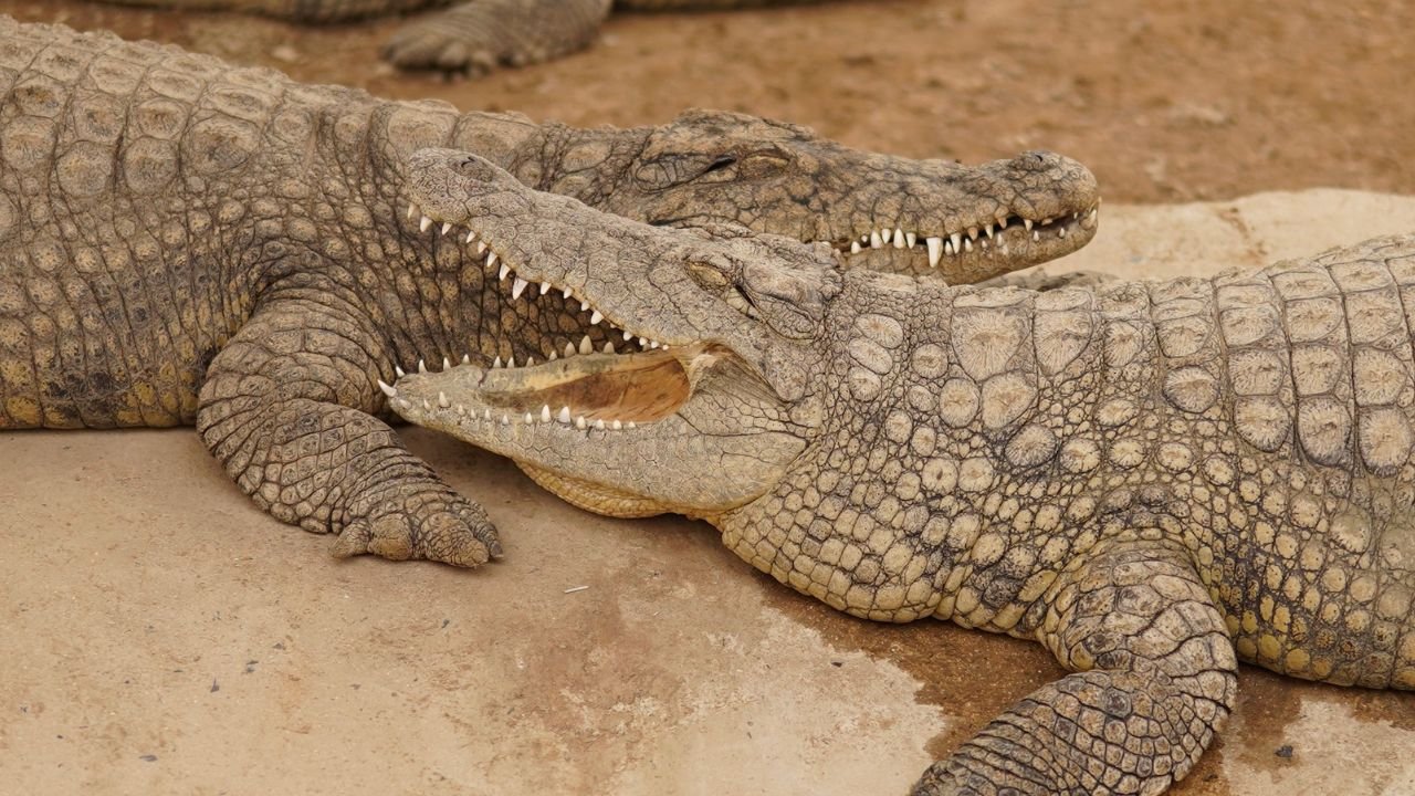 Horror w zoo. 30-latek zepchnął 3-latka krokodylom na pożarcie, policja ujawnia mroczny szczegół